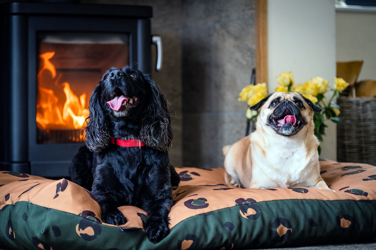 Bella and Millie, our Top Dog Models. Keeping warm by the fire on our modern dog beds.